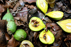 Aquilaria malaccensis Agar Wood, Eaglewood, Indian Aloewood, Aloeswood Aquilaria malaccensis Agar Wood, Eaglewood, Indian Aloewood, Aloeswood